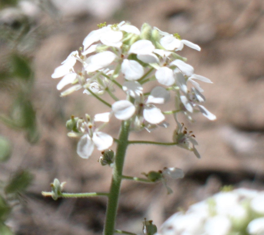 candy-tuft